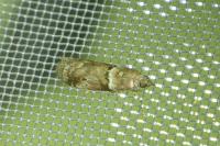 Acrobasis consociella
