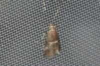 Acrobasis marmorea