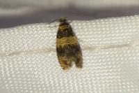 Celypha aurofasciana