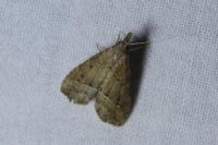 Schrankia taenialis