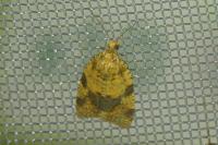 Epagoge grotiana