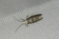 Paraswammerdamia albicapitella