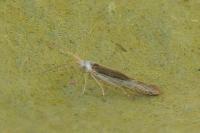 Coleophora