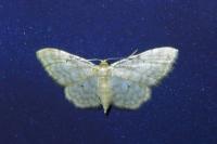 Idaea fuscovenosa