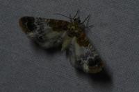 Eupithecia breviculata