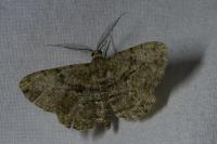 Peribatodes rhomboidaria