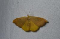 Watsonalla binaria