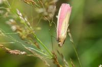 Oncocera semirubella