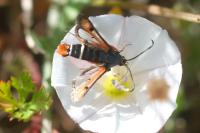 Pyropteron chrysidiforme