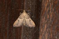 Endotricha flammealis