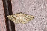 Cleorodes lichenaria