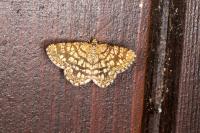 Chiasmia clathrata
