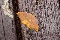 Watsonalla binaria