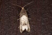 Notocelia roborana