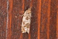 Ancylis achatana