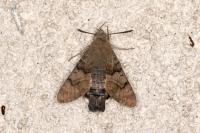 Macroglossum stellatarum