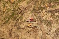 Catocala nupta