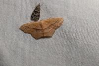 Scopula imitaria