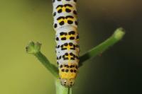 Cucullia scrophulariae
