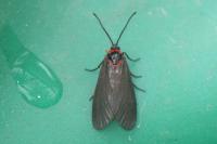 Aglaope infausta