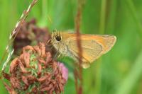 Thymelicus sylvestris