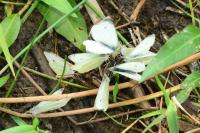 Pieris rapae