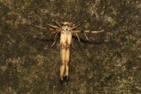 Stathmopoda pedella