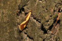 Harpella forficella