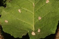 Quercusia quercus