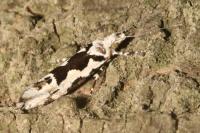 Ypsolopha sequella