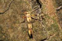Stathmopoda pedella