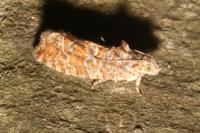 Rhyacionia buoliana