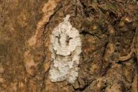 Acleris literana
