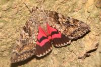 Catocala sponsa