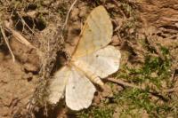 Idaea fuscovenosa
