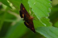 Pyrausta aurata