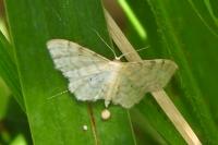 Idaea fuscovenosa