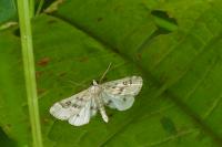 Parapoynx stratiotata