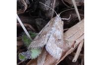 Parapoynx stratiotata