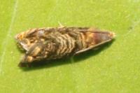Grapholita janthinana