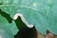 Stigmella