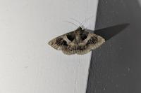 Dysgonia algira