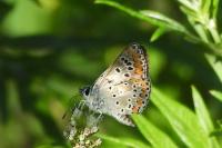Polyommatus icarus