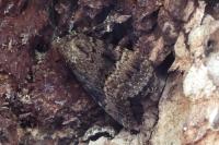 Amphipyra berbera/pyramidea