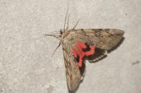 Catocala electa