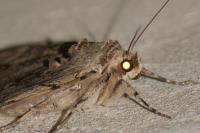 Catocala electa