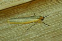 Manulea complana
