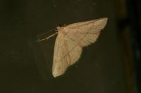 Paracolax tristalis