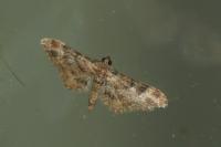 Gymnoscelis rufifasciata