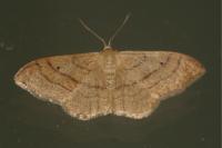Idaea aversata